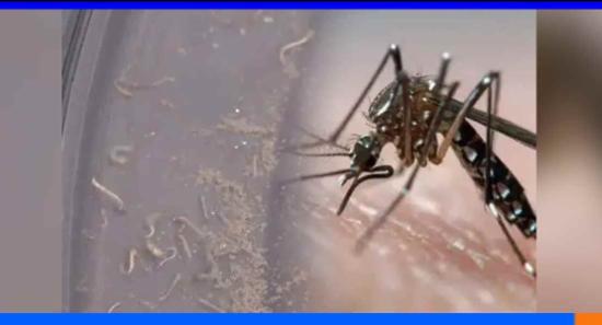 දිවයින පුරා මදුරු කීට ඝනත්වය යළිත් ඉහළට..